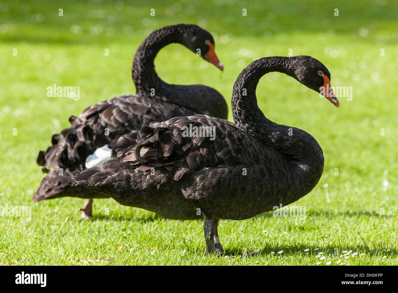 Black Swans (Cygnus atratus), Mannheim, Mannheim, Baden-Württemberg, Germany Stock Photo