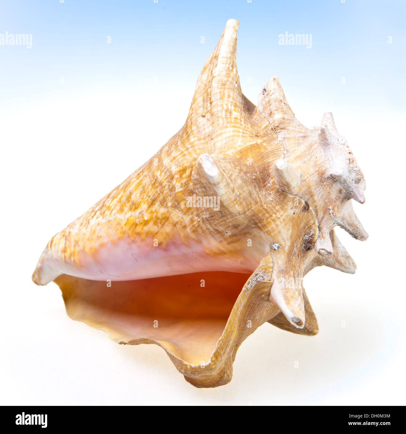 Big sea shell Stock Photo Alamy