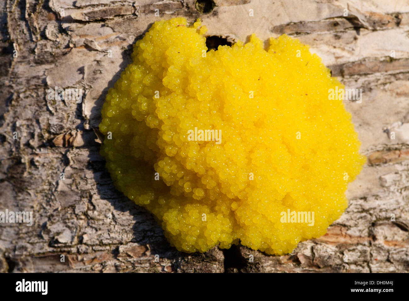 Dog Vomit Slime Mold or Scrambled Egg Slime (Fuligo septica), Fuldabrück, Hesse, Germany Stock Photo