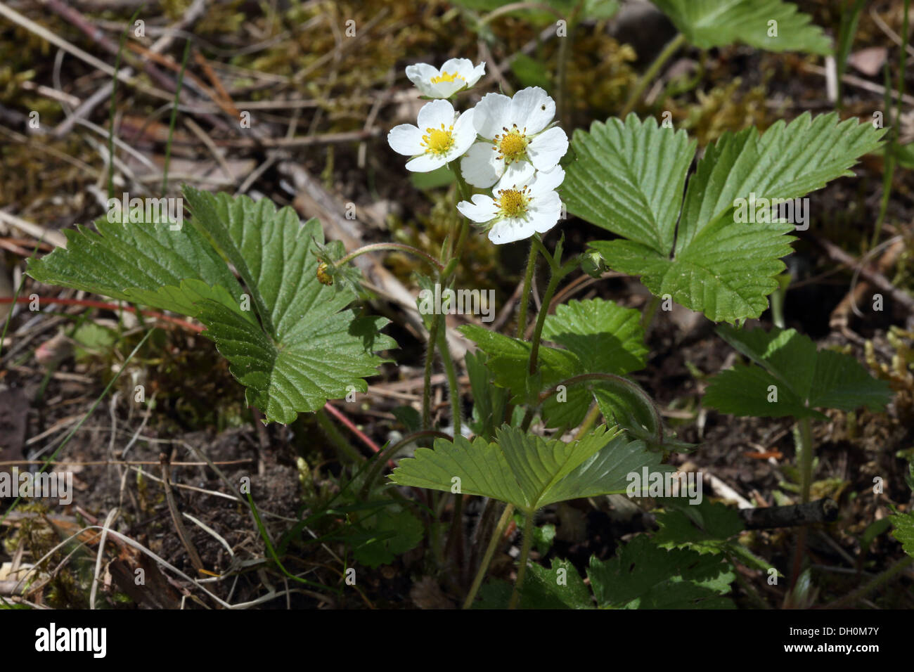 Musk strawberry, Fragaria moschata Stock Photo