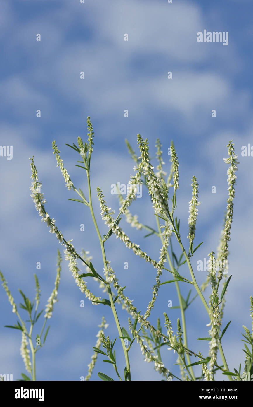 White Sweet Clover Stock Photo Alamy