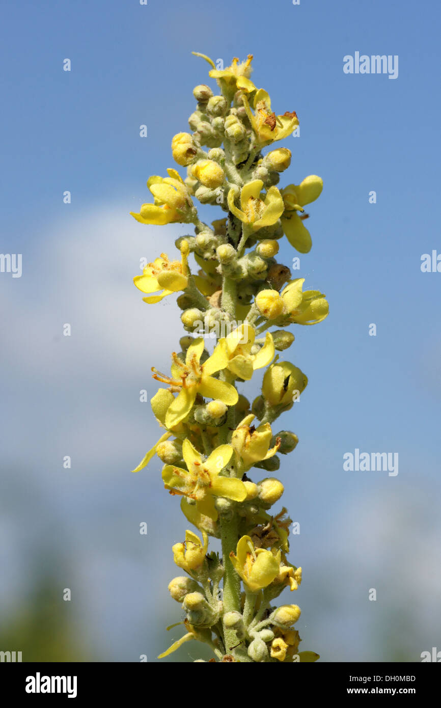 Austrian Mullein Stock Photo
