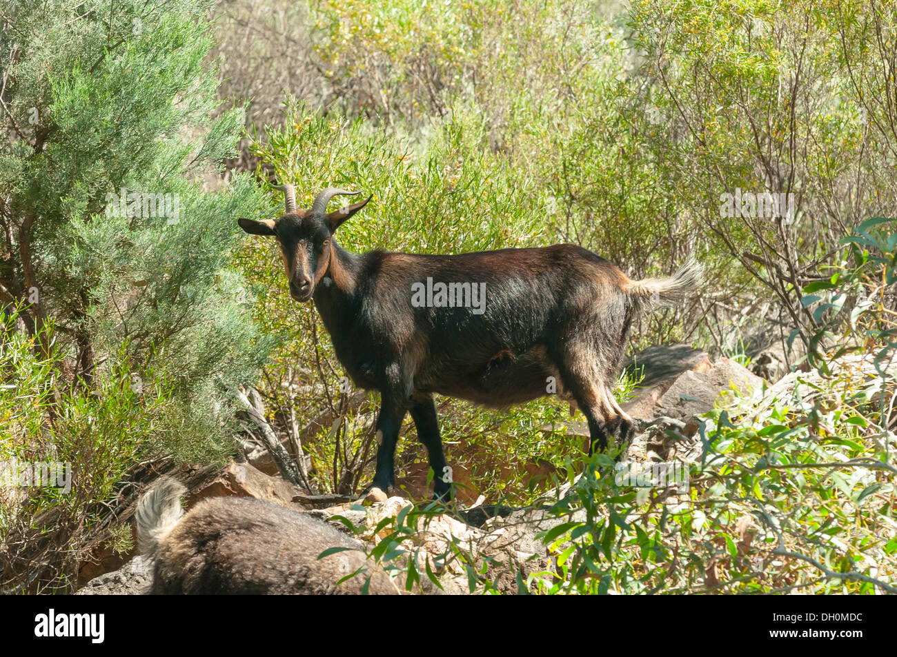 Feral Goat in Flinders Range National Park, Wilpena, South Australia, Australia Stock Photo