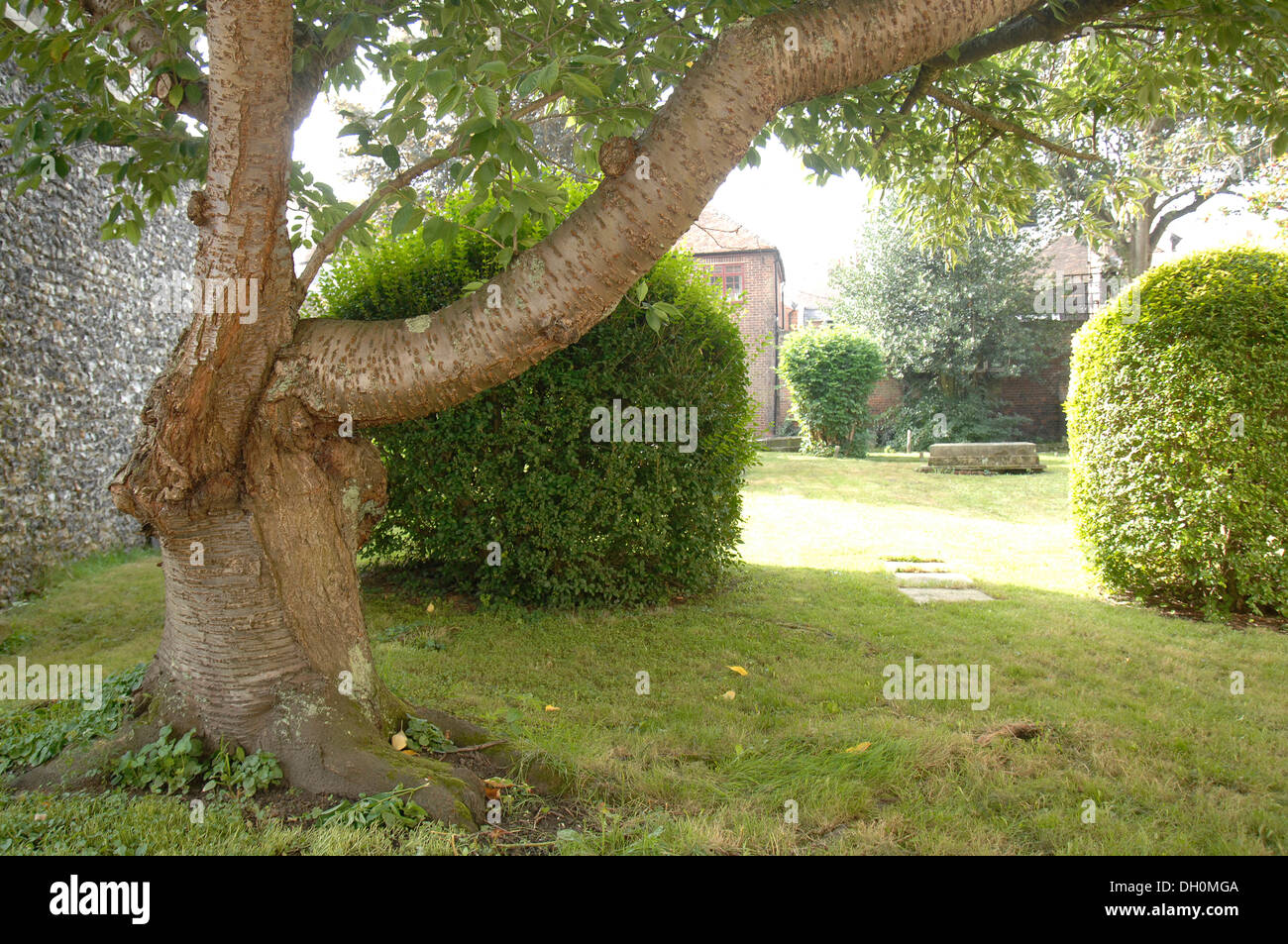 Old cherry tree in a city garden Stock Photo