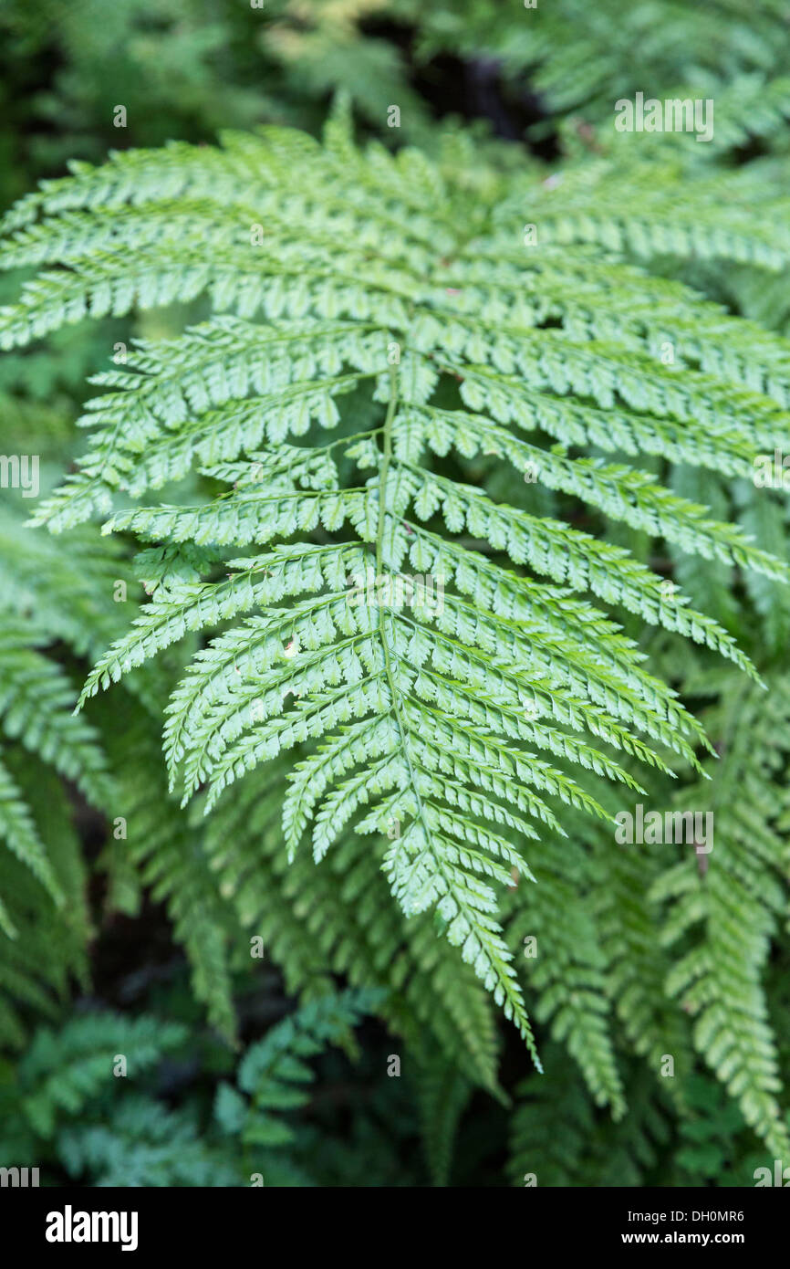 Upside-down fern, Arachniodes standishii, Longwood Gardens, Kennett Square, Pennsylvania, USA Stock Photo