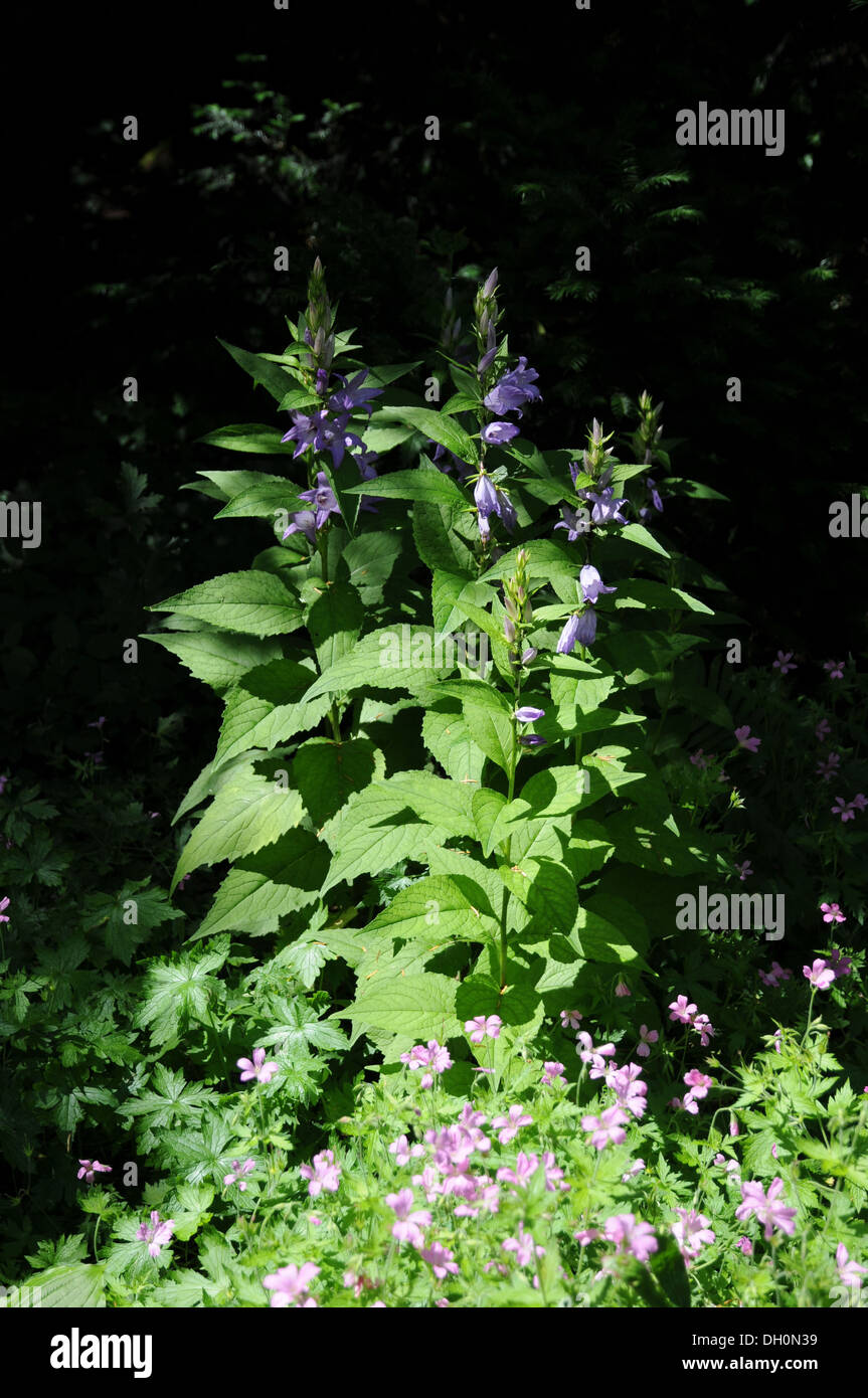 Nettle-leaved Bellflower Stock Photo