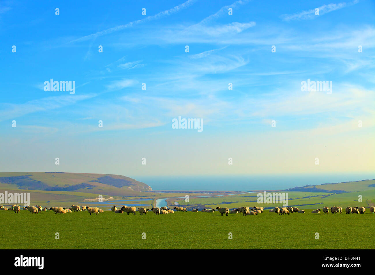Sheep overlooking Cuckmere Haven, East Sussex, England, UK, Europe. Stock Photo