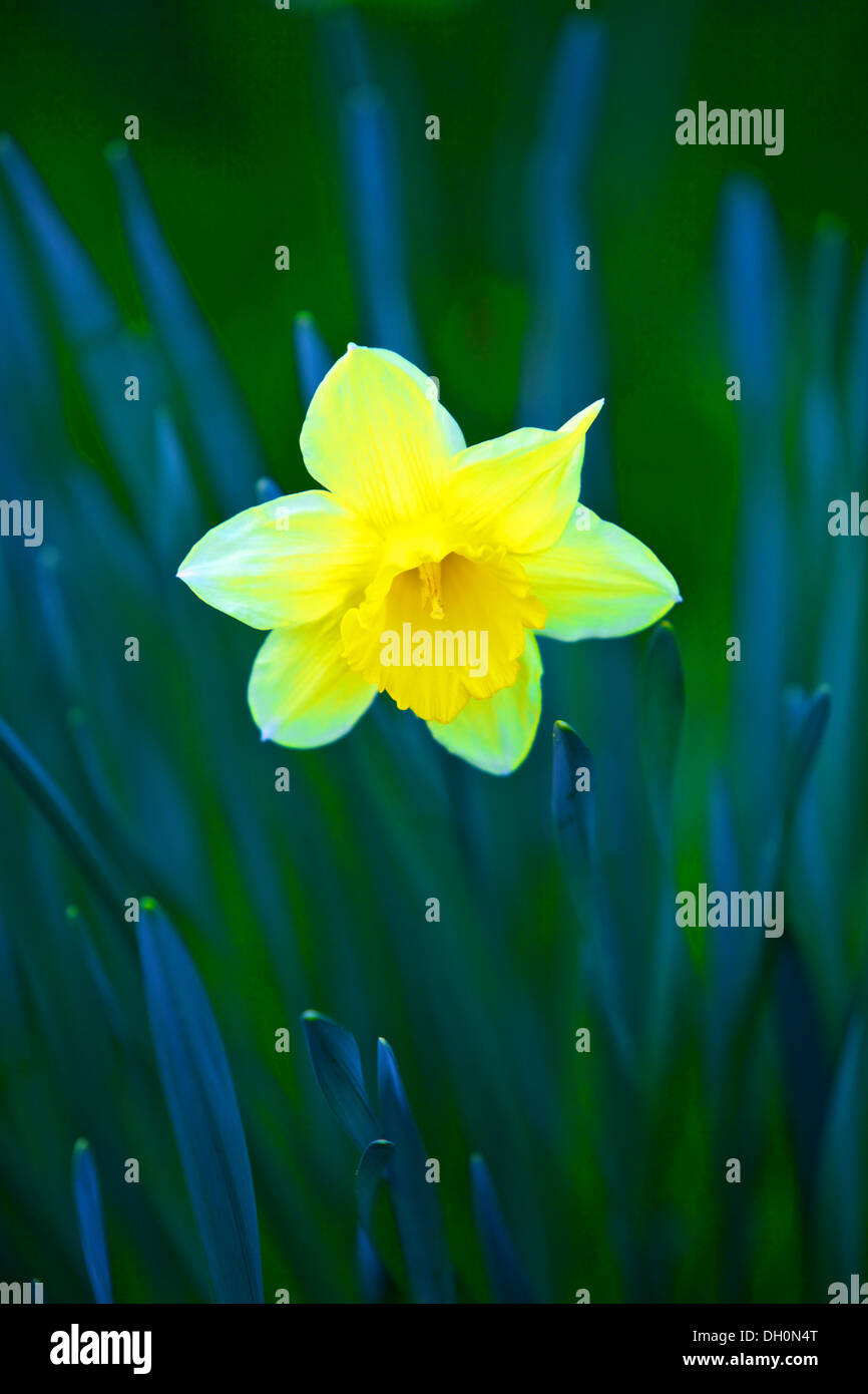 Daffodil, England, UK, Europe Stock Photo - Alamy