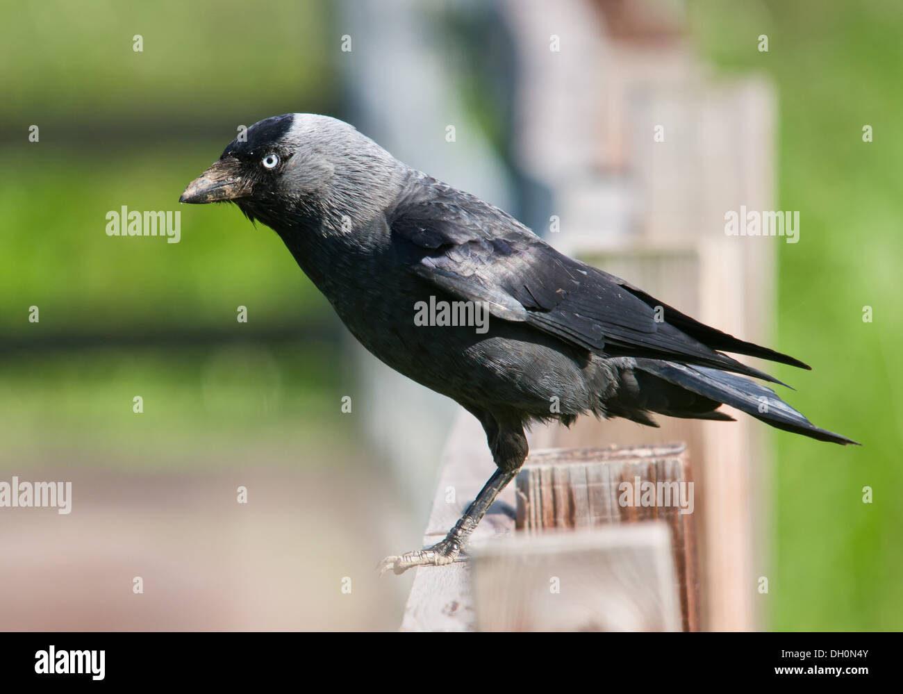 Plate 60 - Jackdaws, Rooks, Crows and Ravens - A Field Guide to