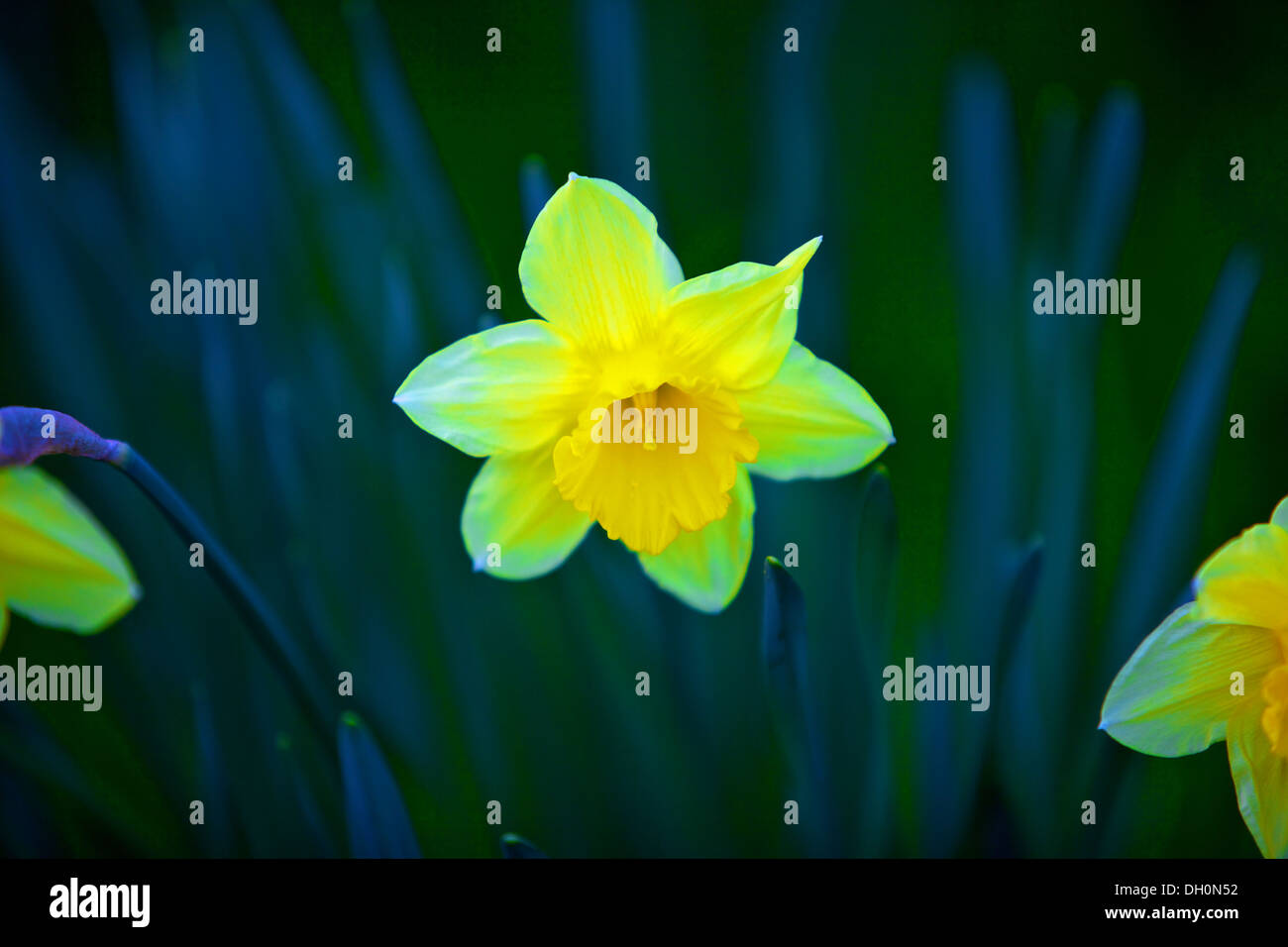 Daffodil, England, UK, Europe Stock Photo Alamy