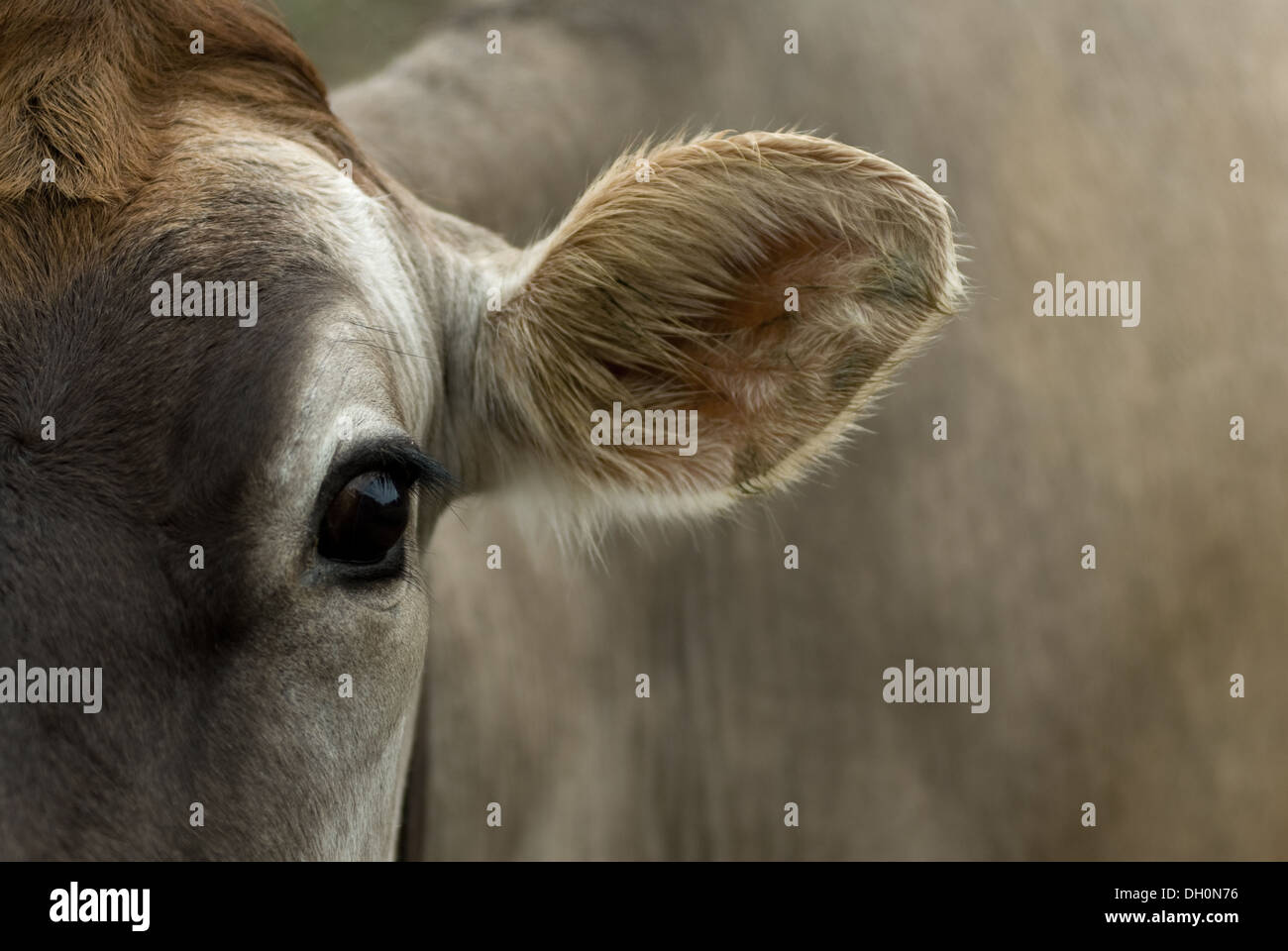 A Jersey cow stares laconically into the camera, one eye and ear showing prominently. Stock Photo
