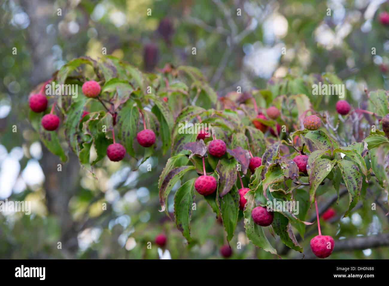 Japanese Flowering Dogwood, Cornus kousa, Longwood Gardens, Kennett Square, Pennsylvania, USA Stock Photo
