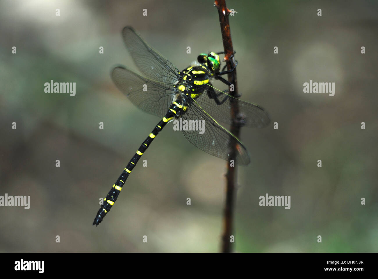 A golden-ringed dragonfly Stock Photo
