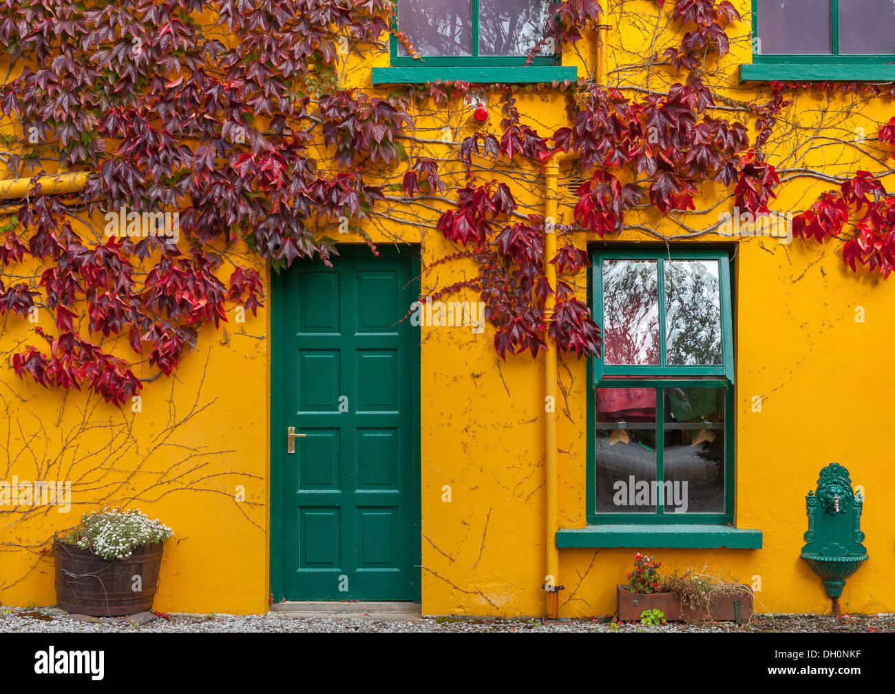 County Cork, Ireland: Yellow building with green trim and red vines in the village of Glengarriff Stock Photo