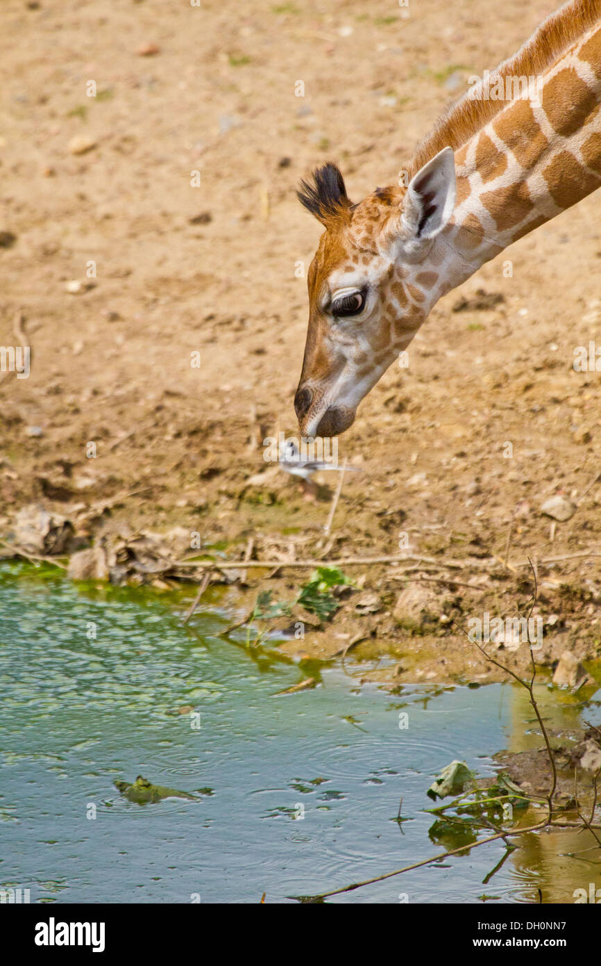 Young Rothschild giraffe Stock Photo