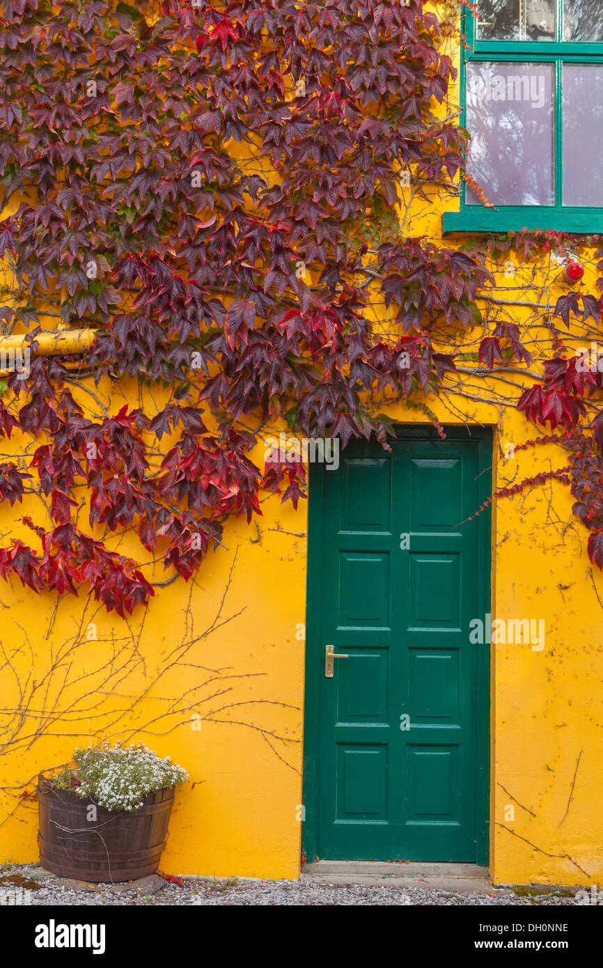 County Cork, Ireland: Yellow building with green trim and red vines in the village of Glengarriff Stock Photo