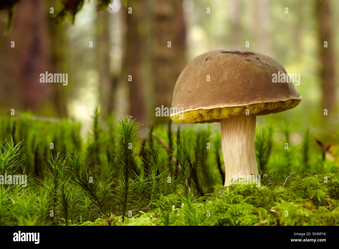 Boletus mushroom growing in a mossy pine forest, Brecon Beacons. Stock Photo