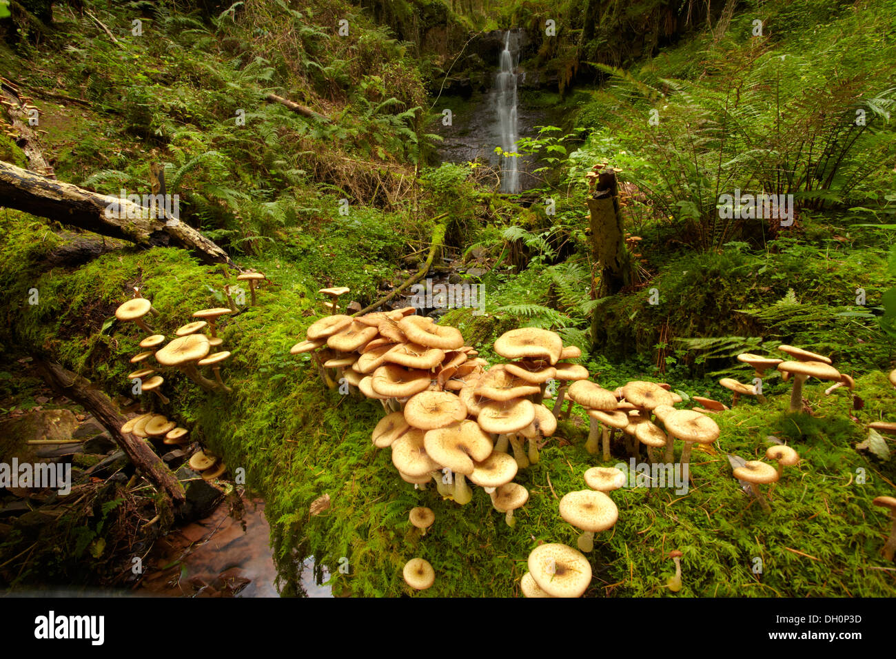 Fungus, (probably Honey fungus (Armillaria mellea))  growing on a fallen tree over a small stream in the Brecon Beacons. Stock Photo