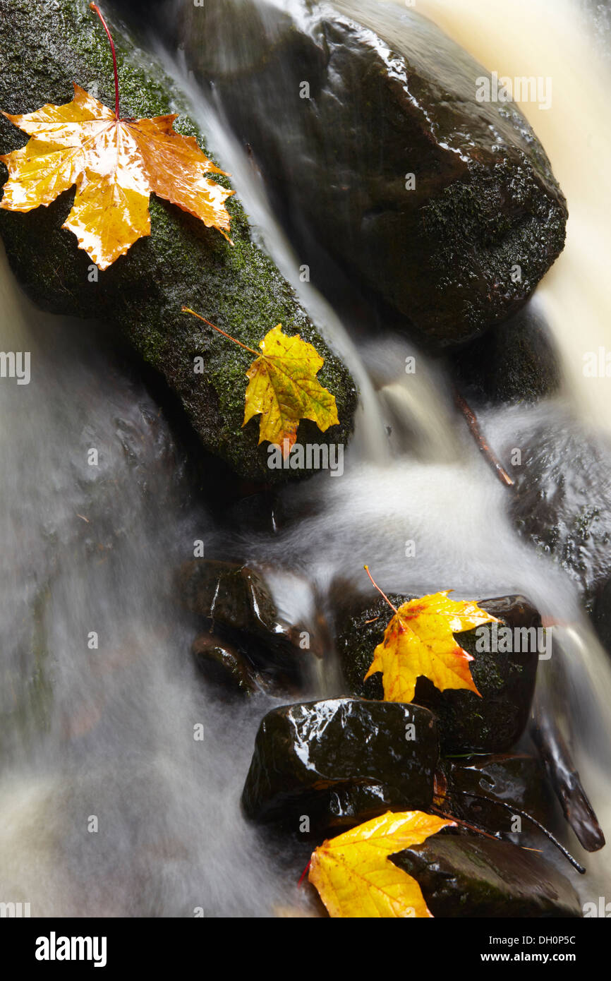 Autumnal Sycamore leaves under a small waterfall in a stream. Stock Photo