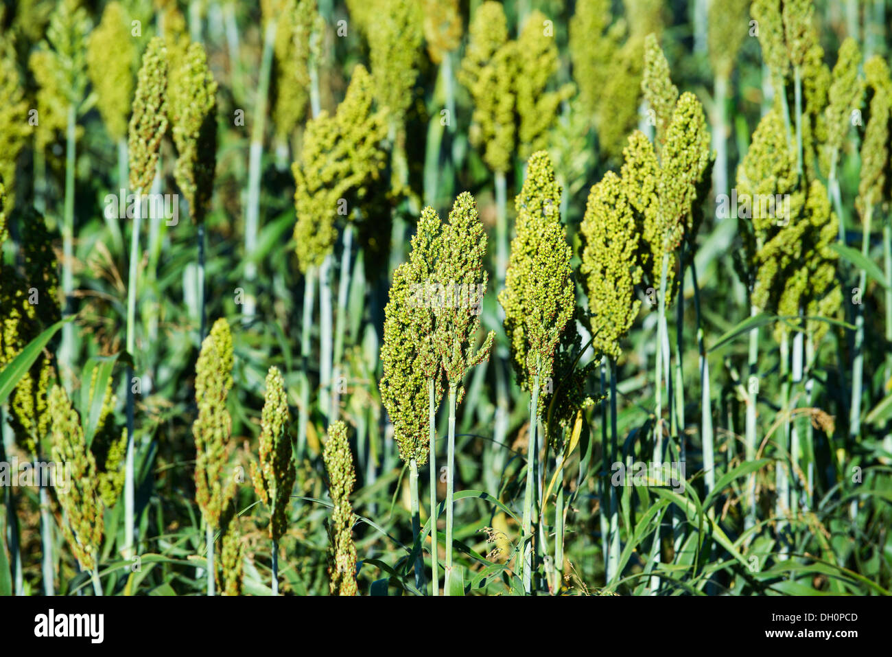 Japanese Barnyard Millet (Echinochloa frumentacea) on a field in the Dordogne, Aquitaine, France, Europe Stock Photo