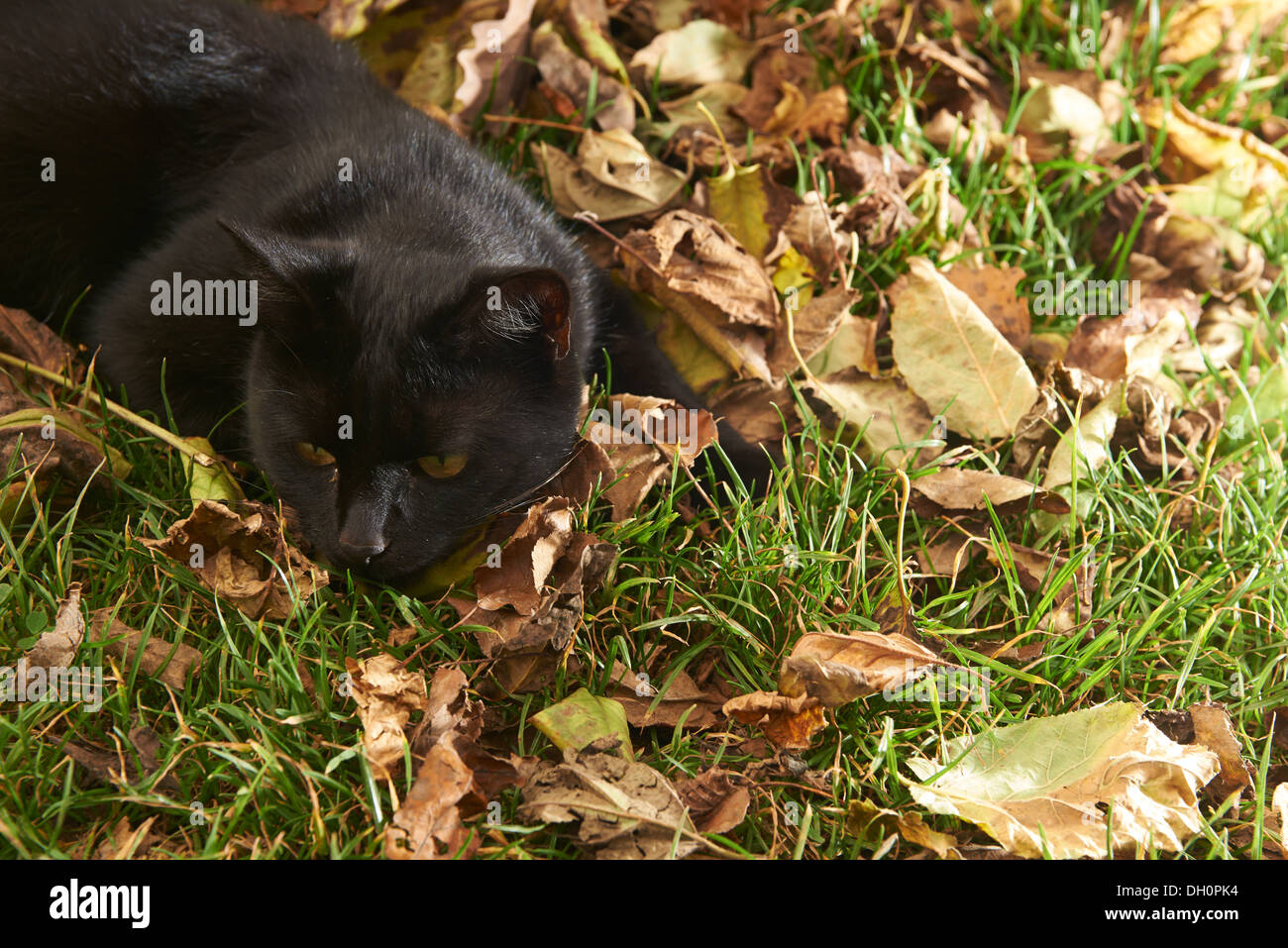 Cat grass dirty hi-res stock photography and images - Alamy