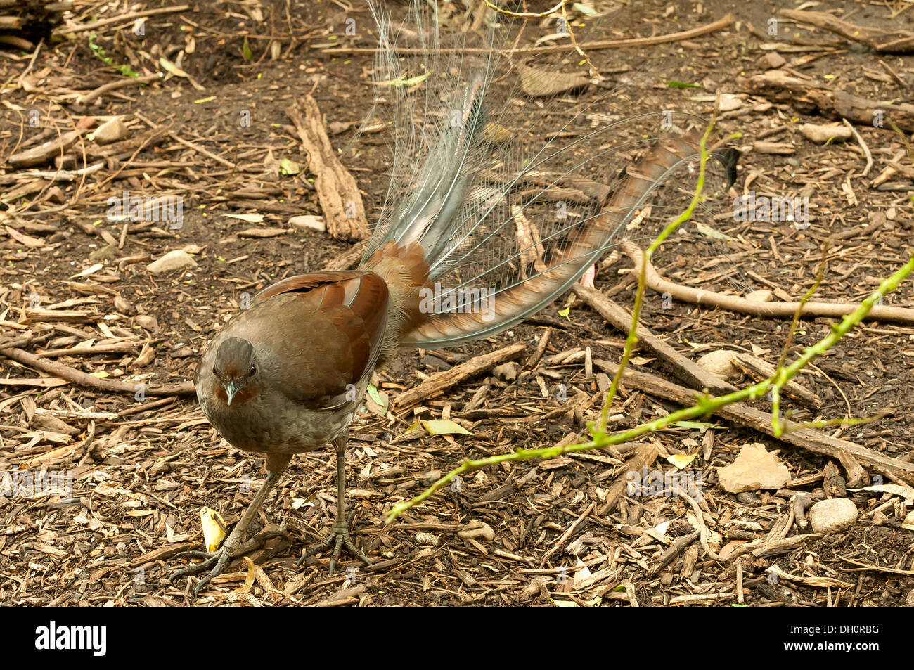 Superb Lyrebird at Healesville Sanctuary near Melbourne, Victoria, Australia Stock Photo