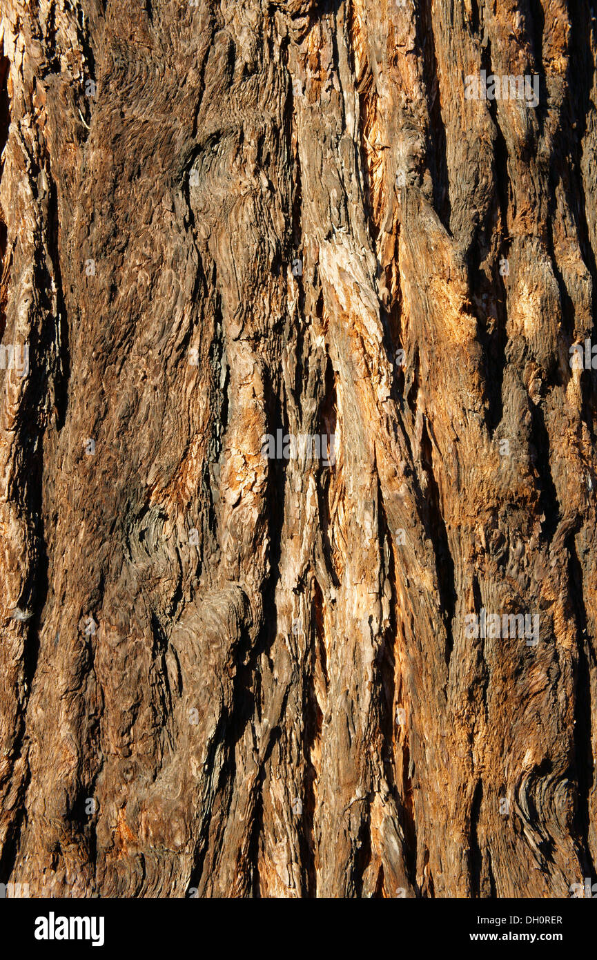 Close-up of bark on the trunk of a Giant Sequoia (Sequoiadendron giganteum) tree growing in Kerrisdale, Vancouver, BC, Canada Stock Photo
