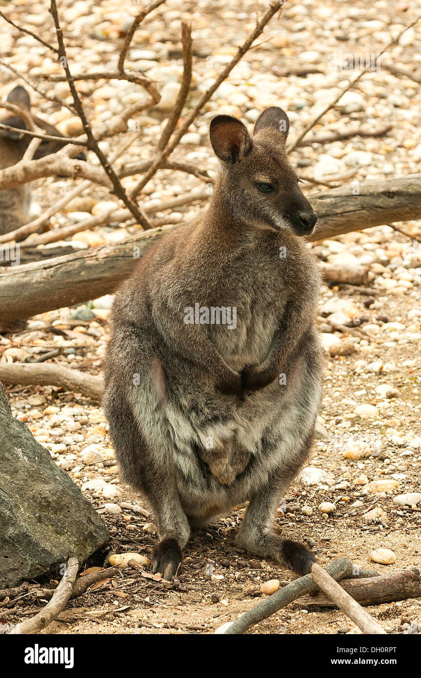 Red-necked Wallaby at Melbourne Zoo, Victoria, Australia Stock Photo