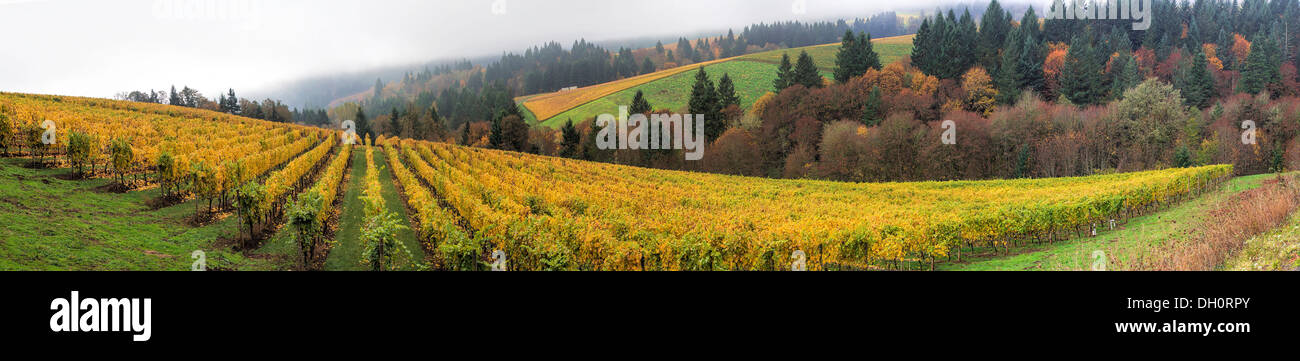Dundee Oregon Vineyards on Rolling Hills with Morning Fog in Fall Season Panorama Stock Photo