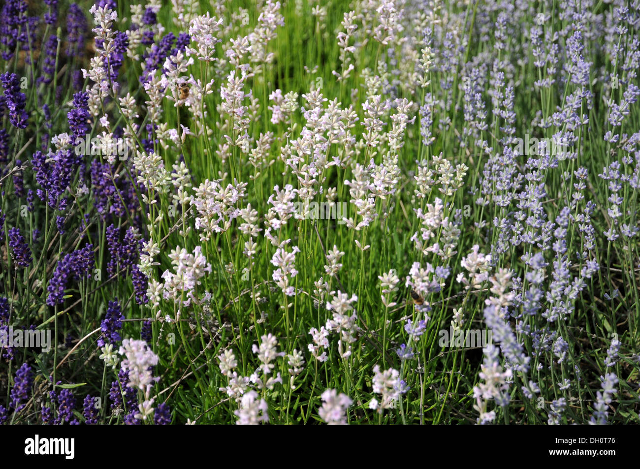Lavandula angustifolia loddon pink hi-res stock photography and images ...