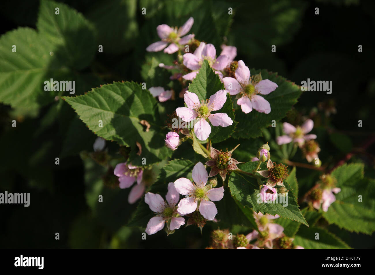 Blackberry Stock Photo