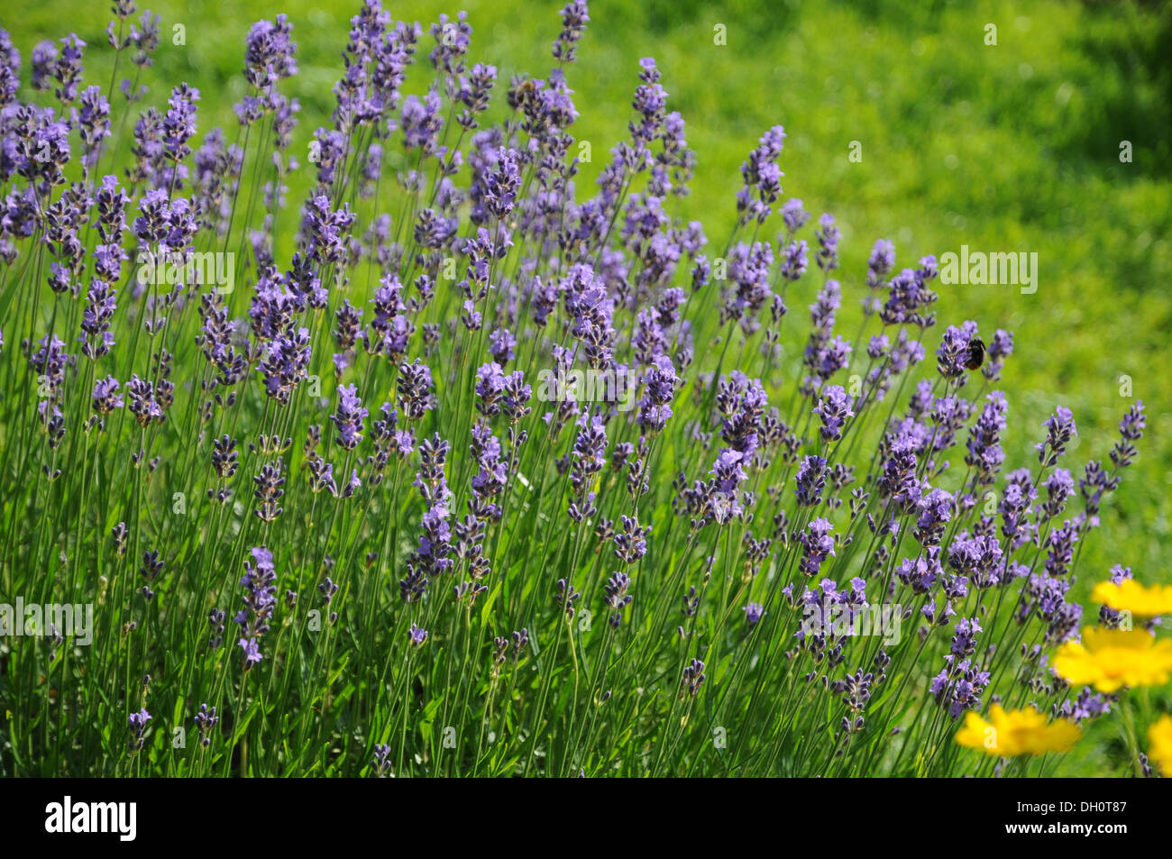 Lavender Stock Photo
