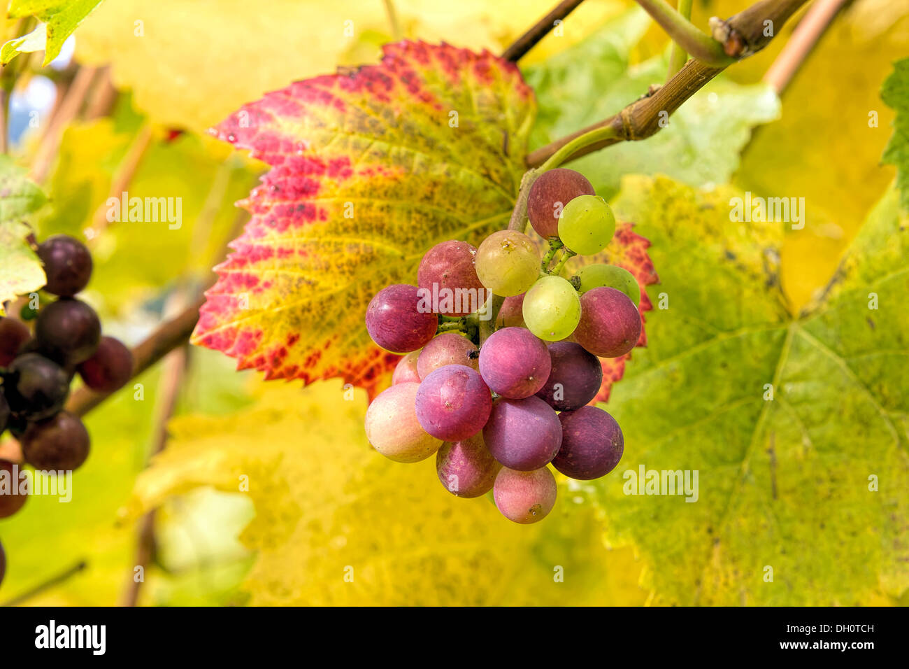 Wine Grapes on Vine with Fall Season Foliage Color Closeup Stock Photo