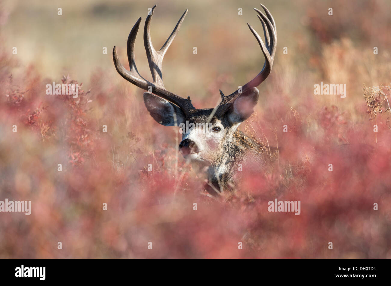 A mule deer buck (Odocoileus hemionus) hides in Autumnal foliage, Western Montana Stock Photo