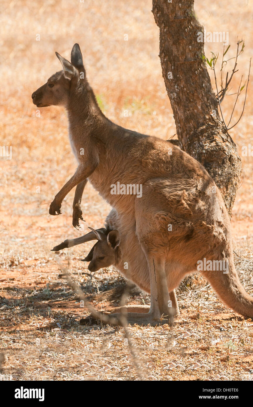 Eastern Grey Kangaroo and Joey in Mungo National Park, NSW, Australia Stock Photo
