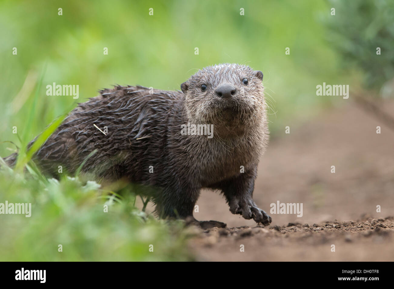 A northern river otter pup steps on to shore after a long swim, Northern Rockies Stock Photo