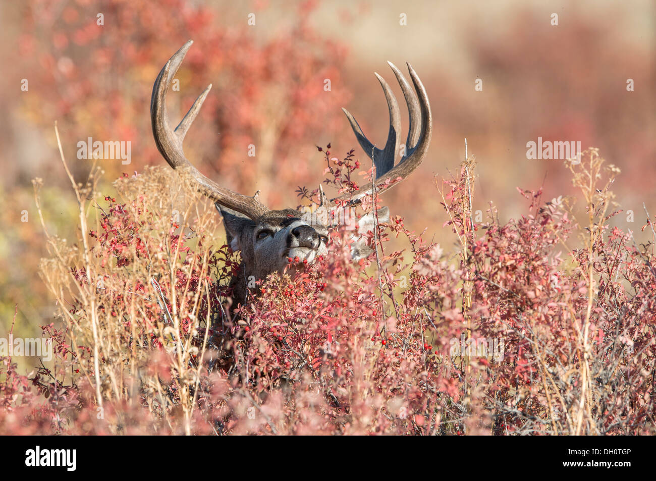 A mule deer buck (Odocoileus hemionus) in Autumnal foliage, Western Montana Stock Photo