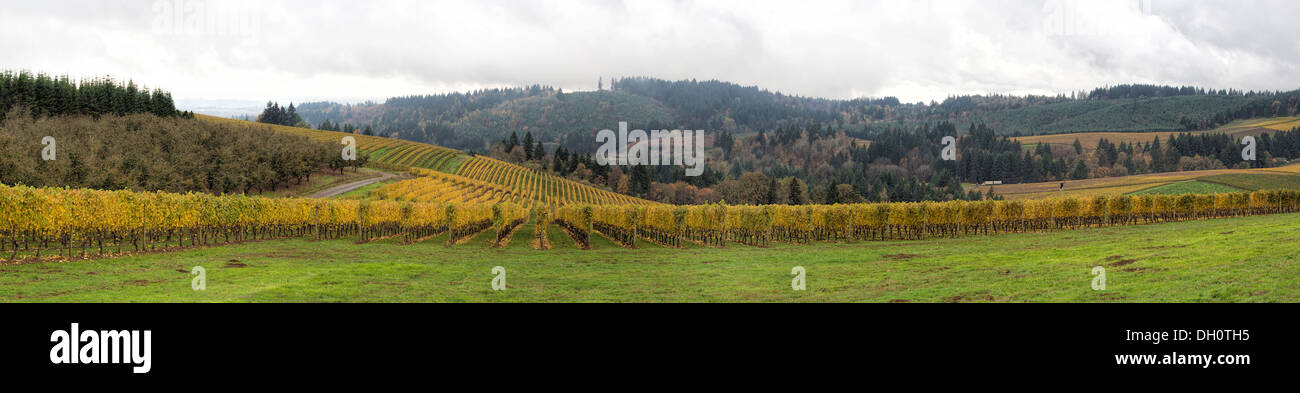 Dundee Oregon Vineyards on Rolling Hills with Morning Fog in Fall Season Sweeping View Panorama Stock Photo