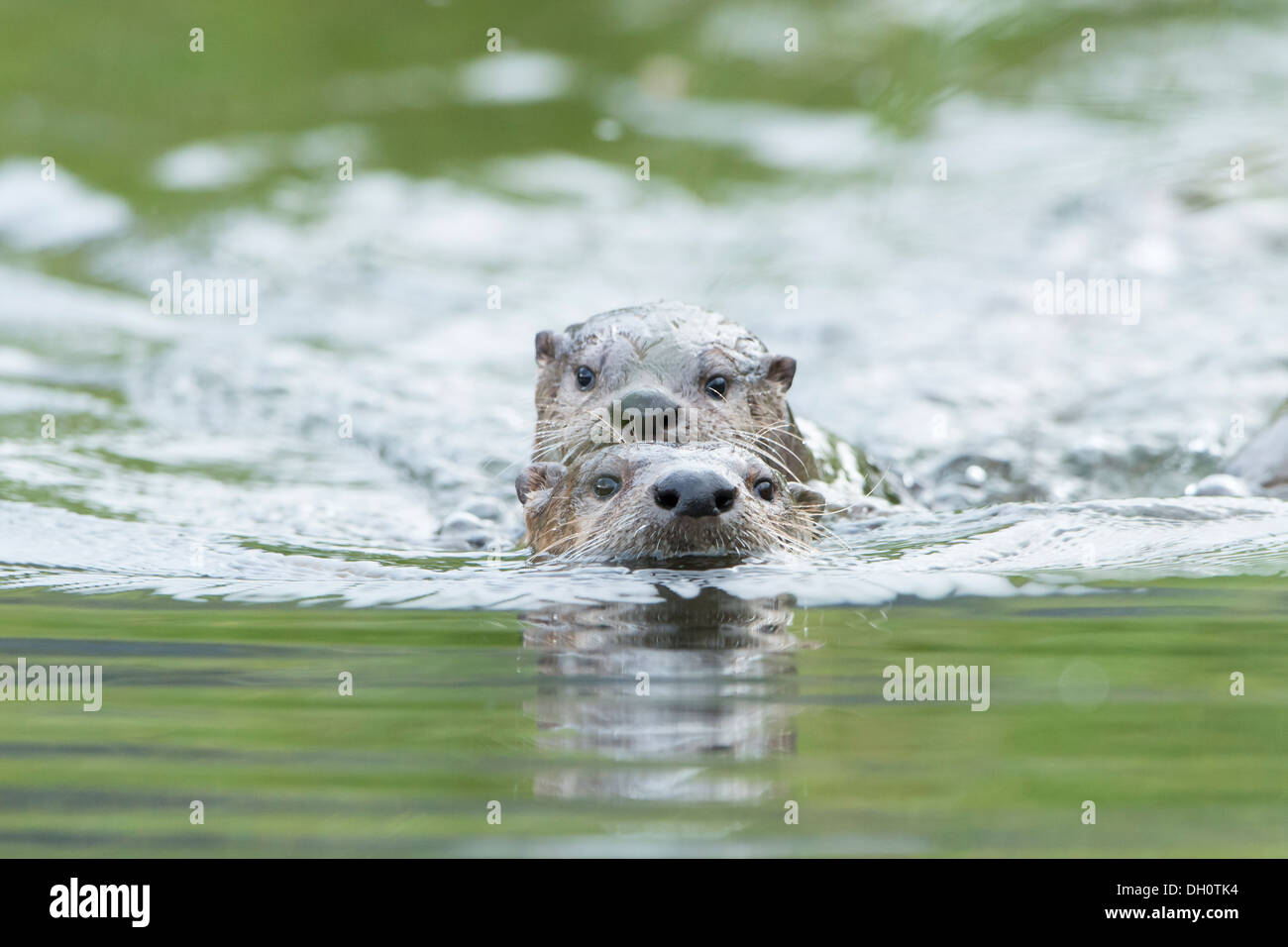 A river otter pups attempts to ride on its mother's back, Yellowstone National Park Stock Photo