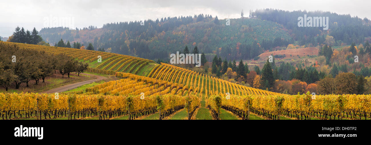 Dundee Oregon Vineyards on Rolling Hills with Morning Fog in Fall Season Scenic View Panorama Stock Photo