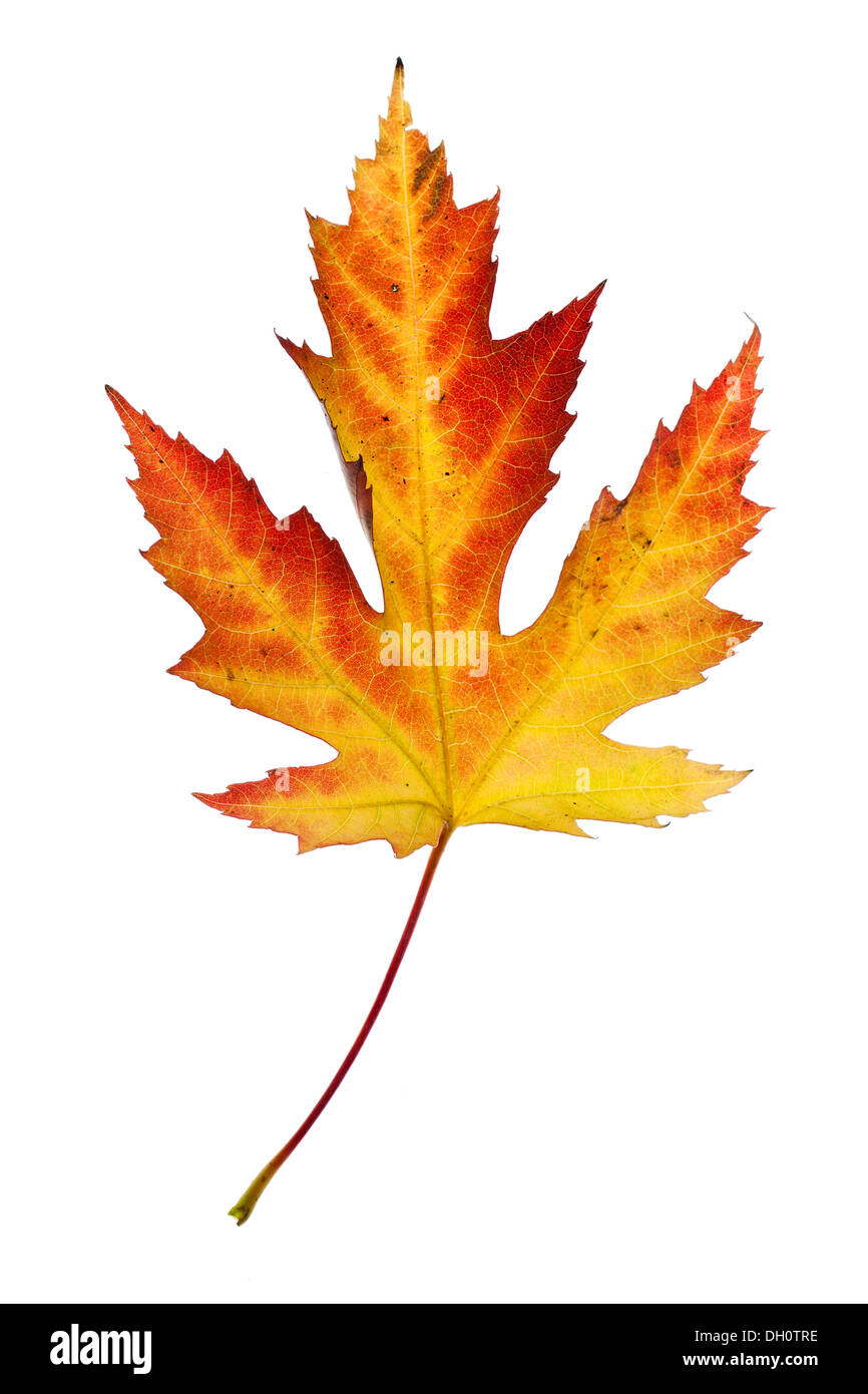 Maple (Acer) leaf in autumn Stock Photo