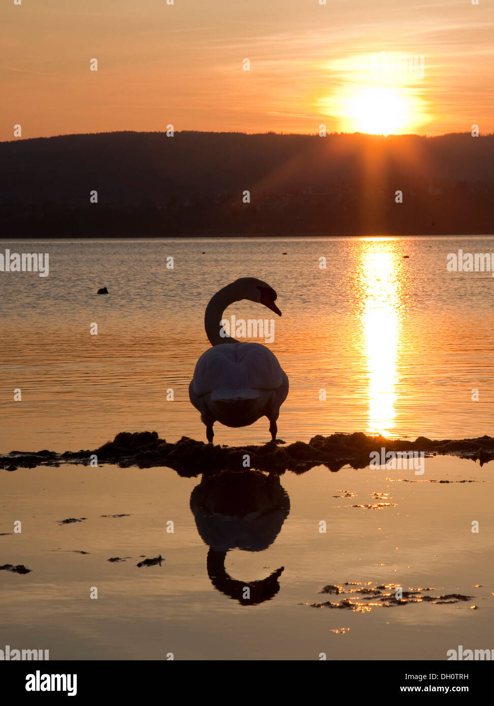 Swan before a sunset on Reichenau island on Lake Constance, Baden-Wuerttemberg Stock Photo