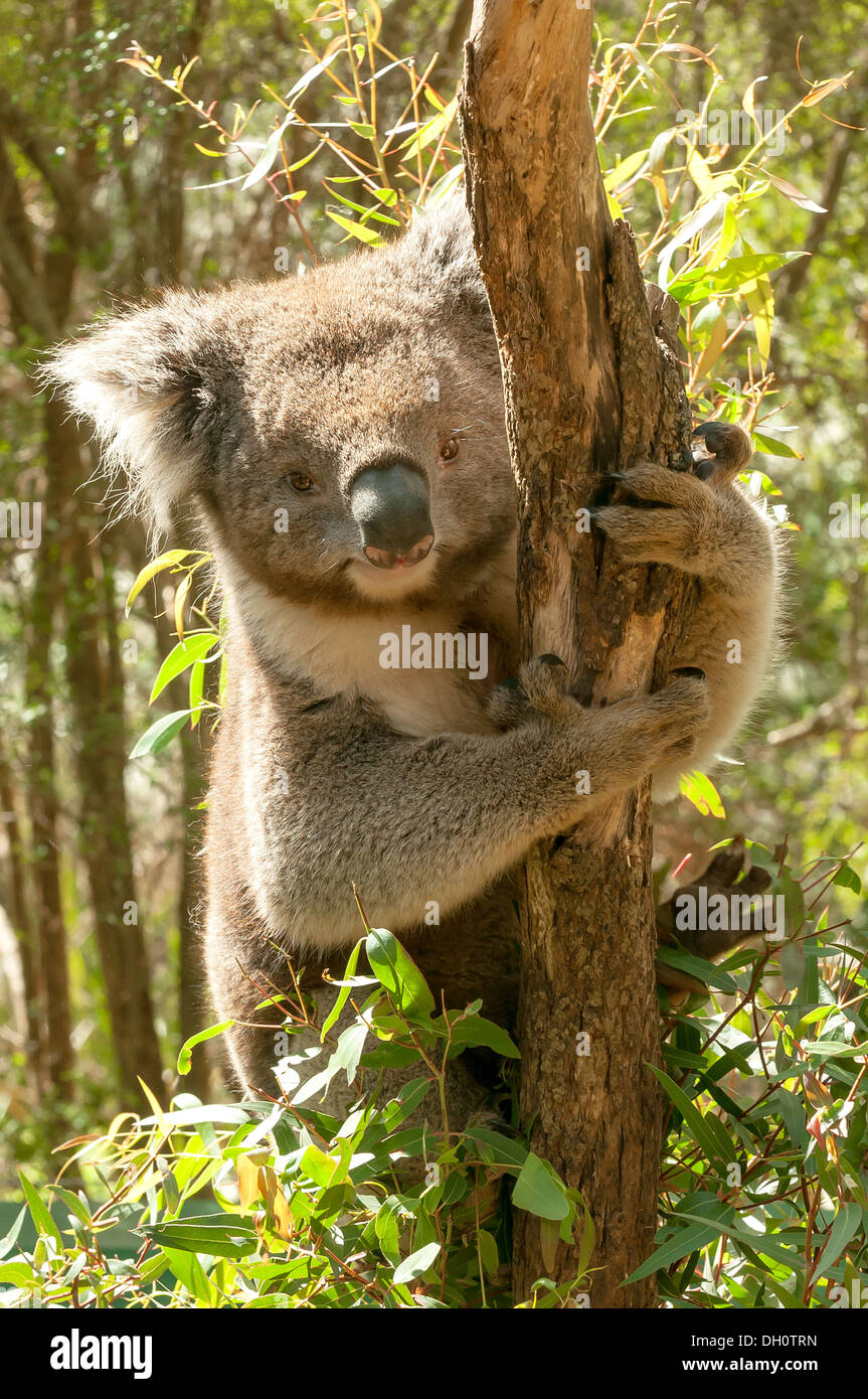 Koala at Healesville Sanctuary near Melbourne, Victoria, Australia Stock Photo