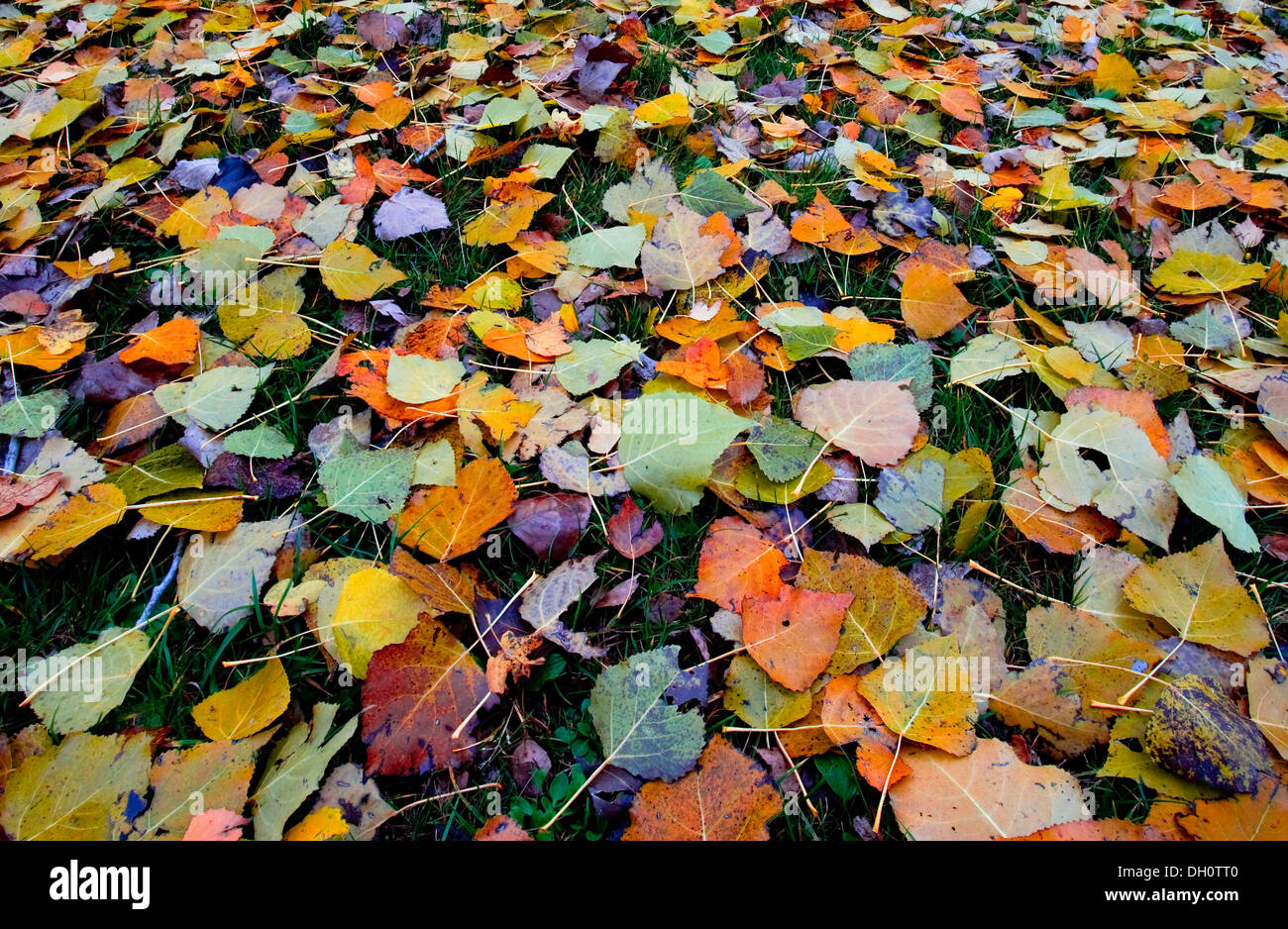 Autumn leaves in a meadow Stock Photo
