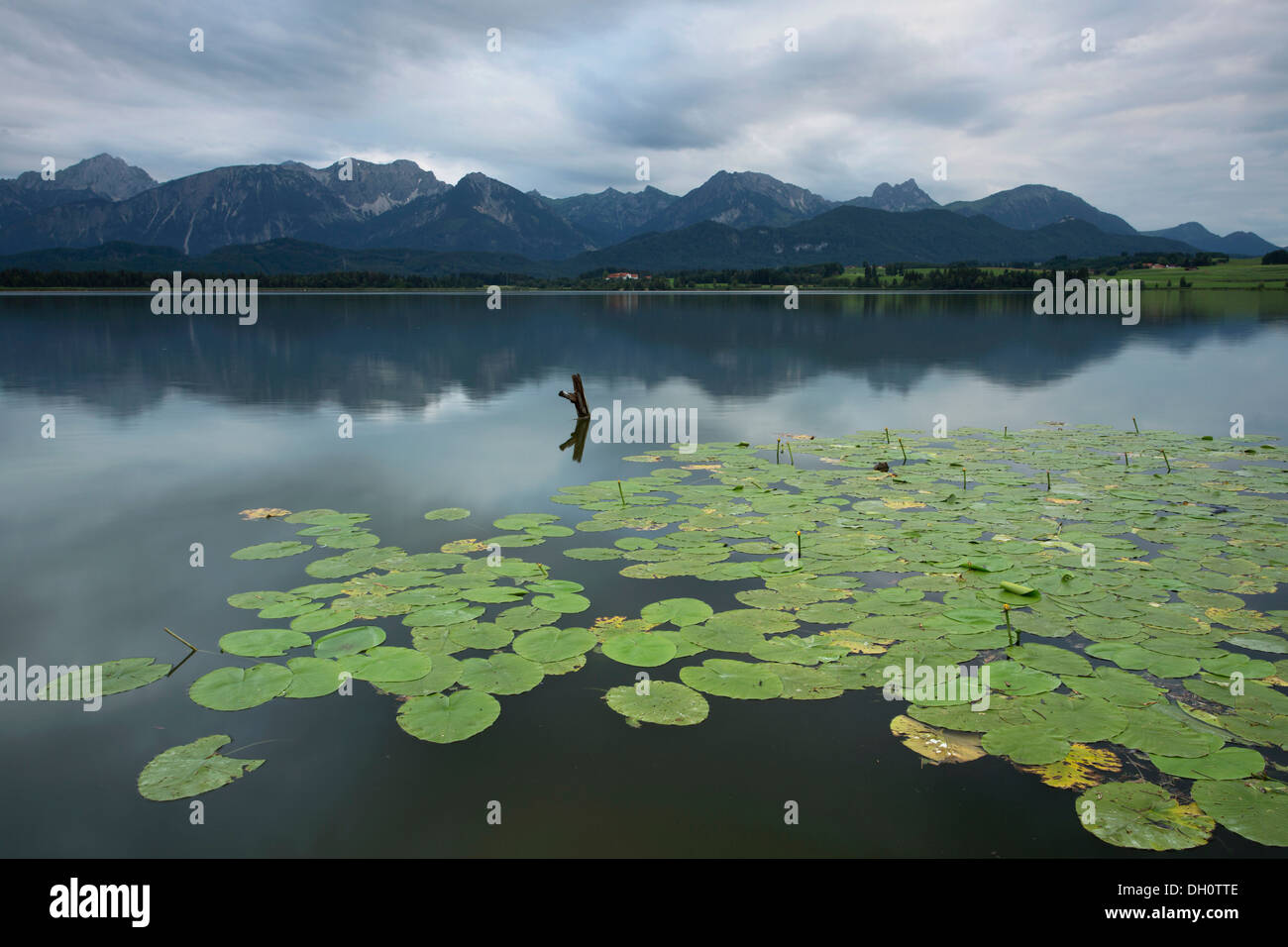 Evening mood on Lake Hopfensee with lily pads in the Allgaeu near Fuessen, Bavaria, PublicGround Stock Photo