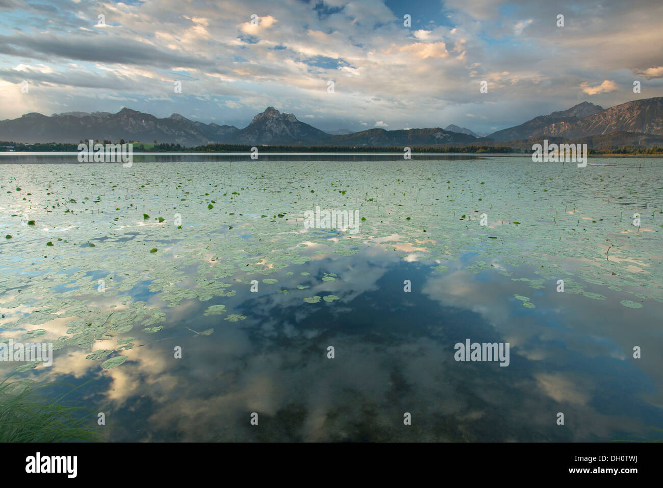 Morning mood on Lake Hopfensee with lily pads in the Allgaeu near Fuessen, Bavaria, PublicGround Stock Photo