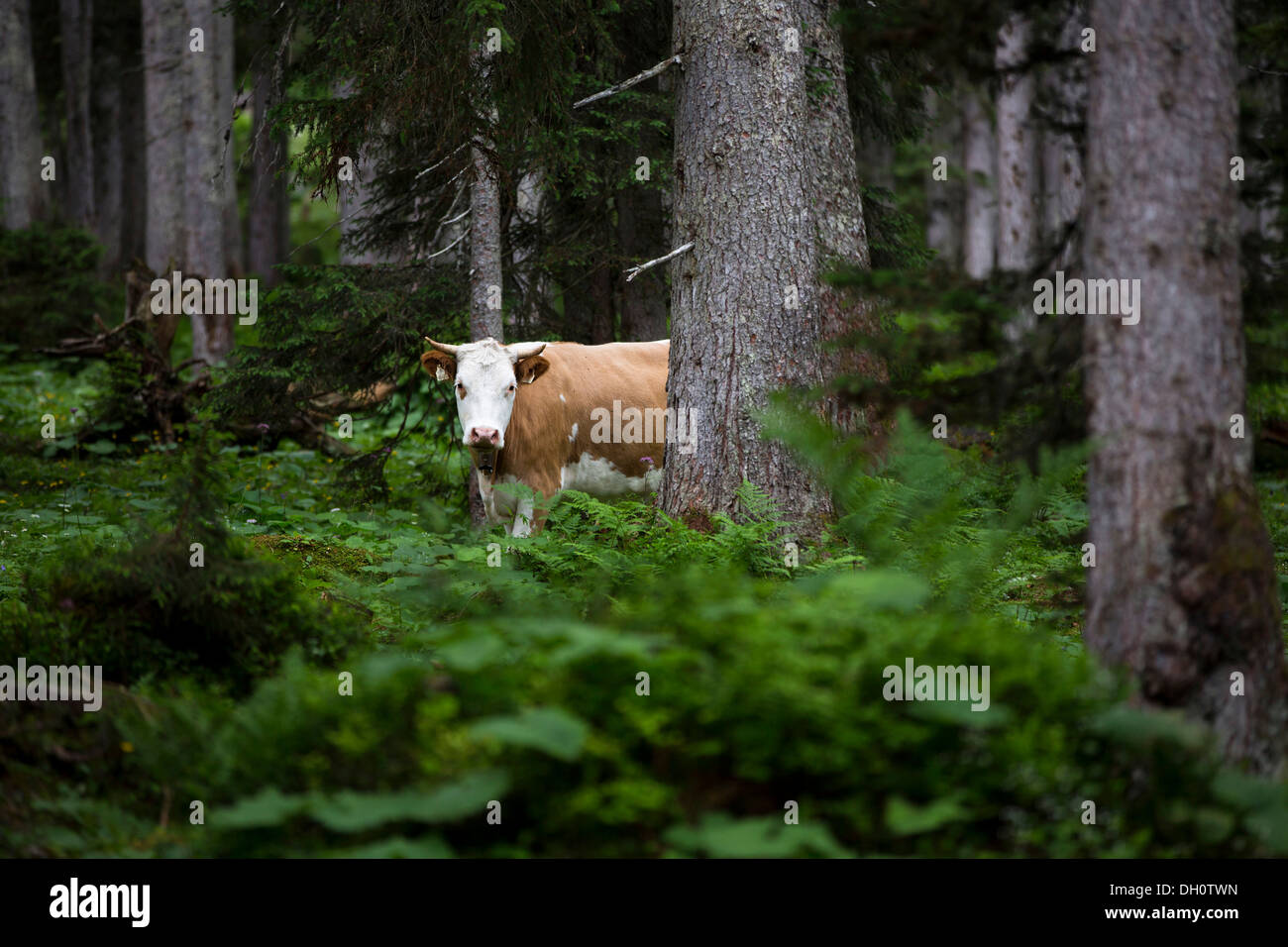 Cow in a forest, Ehrwald, Austria, Europe Stock Photo
