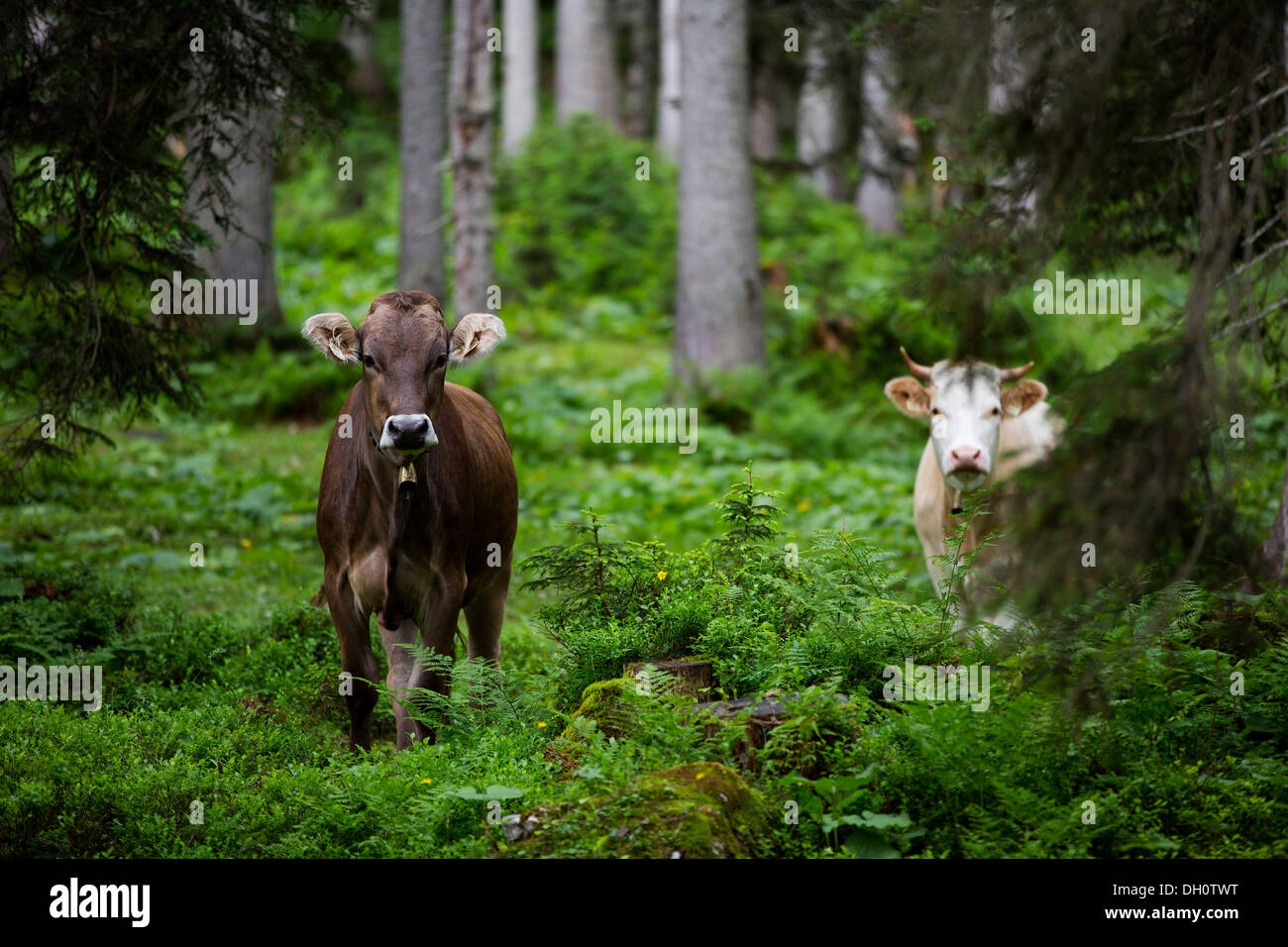 Cows in a forest, Ehrwald, Austria, Europe Stock Photo