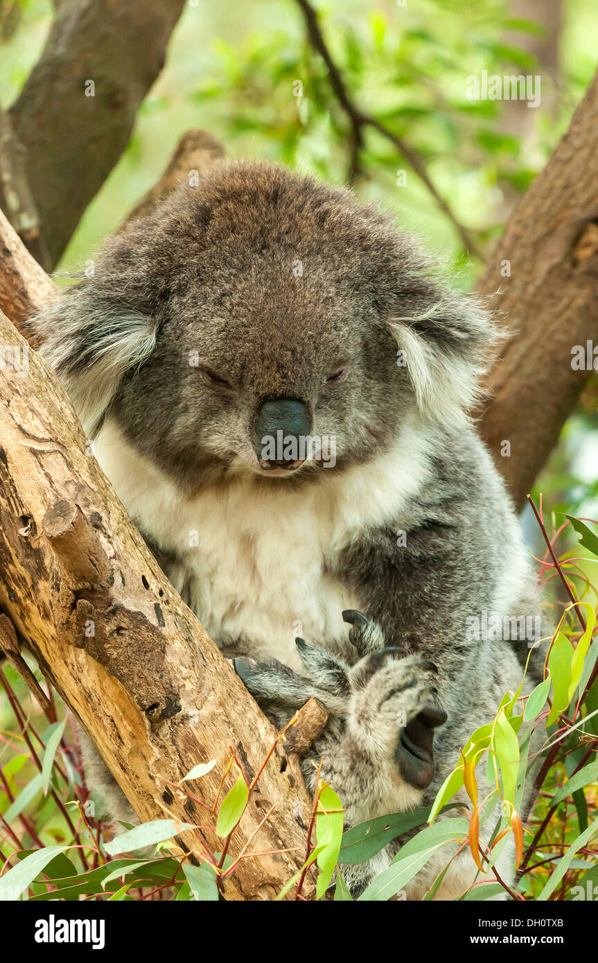 Koala at Healesville Sanctuary near Melbourne, Victoria, Australia Stock Photo
