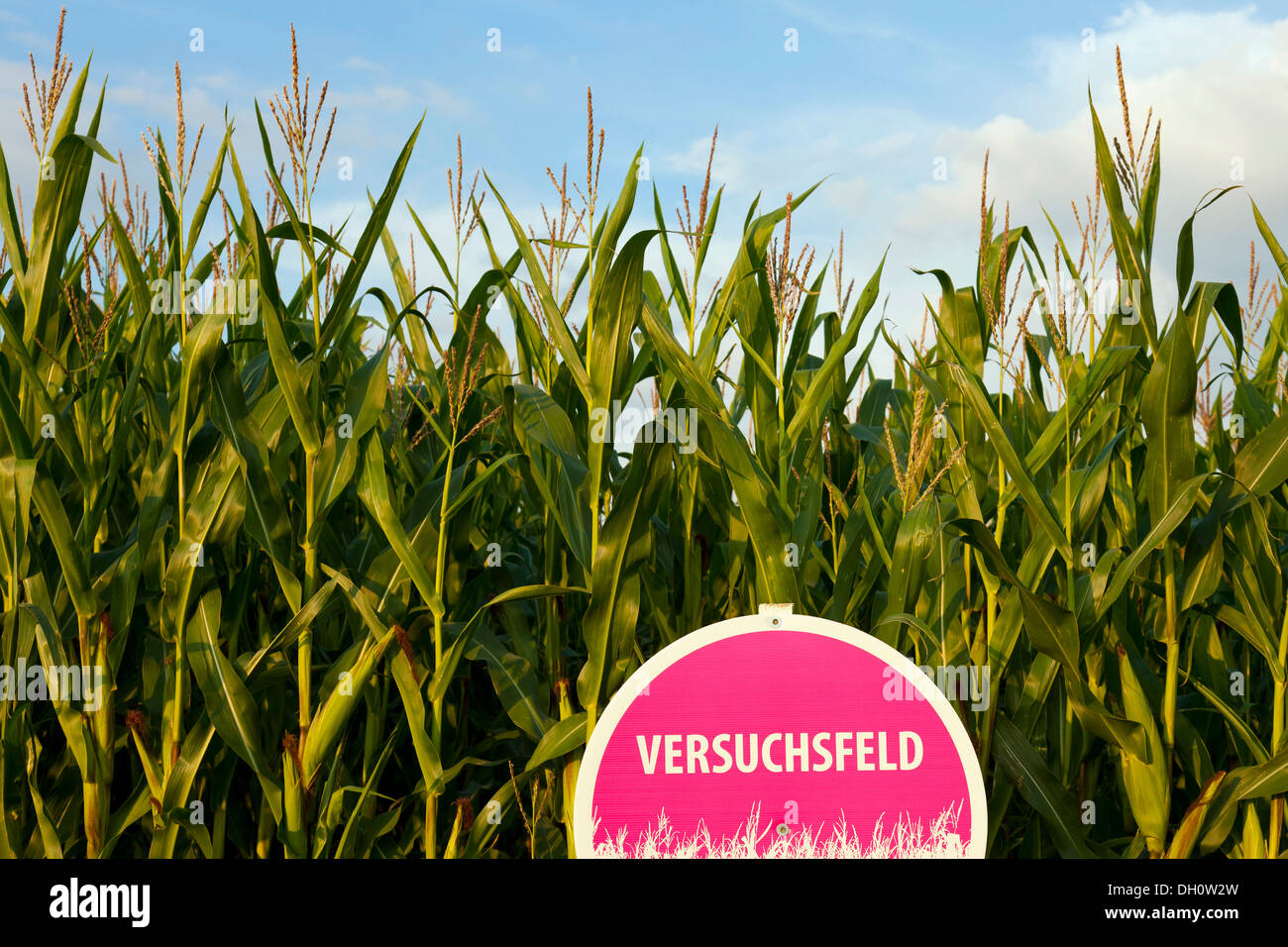 A trial field of corn Stock Photo